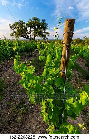 Vineyard, Concelho de Grandola, Alentejo, Portugal, Europe. View Large Photo Image Stock Photo - Vineyard, Concelho de Grandola, Alentejo, Portugal, Europe.. Fotosearch