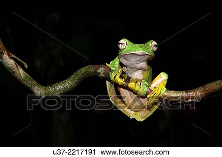 Wallace´s flying frog Rhacophorous nigropalmus. Image taken at Kubah National Park, Sarawak, Malaysia. View Large Photo Image Stock Image - Wallace´s flying frog Rhacophorous nigropalmus. Image taken at Kubah National Park, Sarawak, Malaysia.. Fotosearch