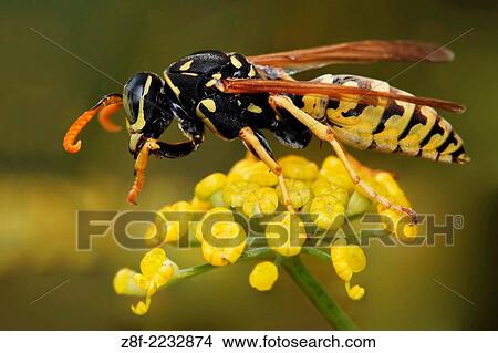 Wasp, Polistes gallicus, Monte dos Pozos, Vigo-Pontevedra, Galicia, Spain. View Large Photo Image Picture - Wasp, Polistes gallicus, Monte dos Pozos, Vigo-Pontevedra, Galicia, Spain.. Fotosearch