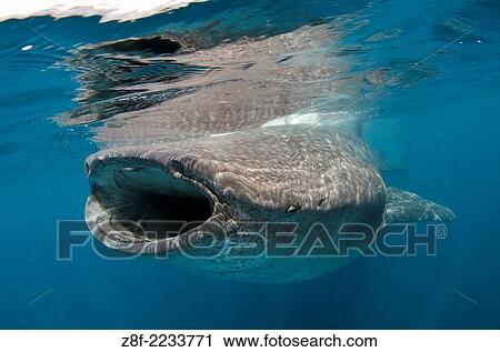 whale shark, rhincodon typus, wide open mouth while feeding on plancton near surface at Isla Mujeres Mexico. View Large Photo Image Stock Image - whale shark, rhincodon typus, wide open mouth while feeding on plancton near surface at Isla Mujeres Mexico.. Fotosearch