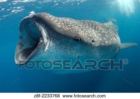 whale shark, rhincodon typus, wide open mouth while feeding on plancton near surface at Isla Mujeres Mexico. View Large Photo Image Stock Photo - whale shark, rhincodon typus, wide open mouth while feeding on plancton near surface at Isla Mujeres Mexico.. Fotosearch