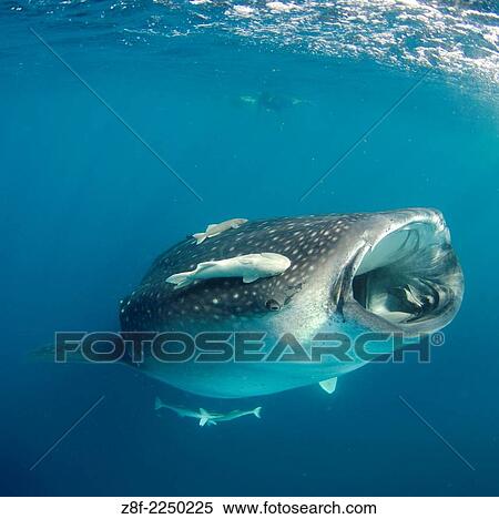 whale shark, rhincodon typus, wide open mouth while feeding on plancton near surface and snorkelers on the background at Isla Mujeres Mexico. View Large Photo Image Stock Photography - whale shark, rhincodon typus, wide open mouth while feeding on plancton near surface and snorkelers on the background at Isla Mujeres Mexico.. Fotosearch