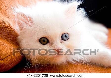 Stock Photography - white cat whit heterochromia.. Fotosearch