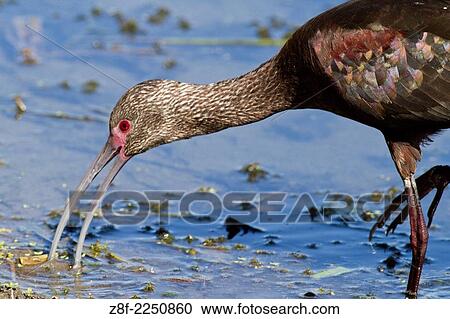 White-Faced Ibis feeding in the mud- closeup. (Plegadis chihi). Estuary, San Jose del Cabo, Mexico. View Large Photo Image Stock Image - White-Faced Ibis feeding in the mud- closeup. (Plegadis chihi). Estuary, San Jose del Cabo, Mexico.. Fotosearch