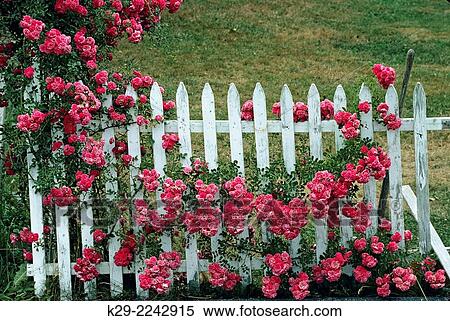 Stock Photography - White picket fence with roses, New Harbour, Maine, USA.. Fotosearch