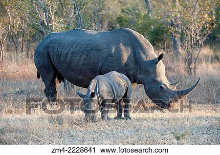 White rhinoceros or square-lipped rhinoceros (Ceratotherium simum) female with 6 months old baby grazing in the Sabi Sands Game Reserve adjacent to the Kruger National Park in South Africa. View Large Photo Image Stock Image - White rhinoceros or square-lipped rhinoceros (Ceratotherium simum) female with 6 months old baby grazing in the Sabi Sands Game Reserve adjacent to the Kruger National Park in South Africa.. Fotosearch