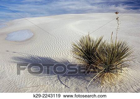 White sands gypsum desert with remnant snow in winter, White Sands National Monument, New Mexico, USA. View Large Photo Image Stock Photo - White sands gypsum desert with remnant snow in winter, White Sands National Monument, New Mexico, USA.. Fotosearch