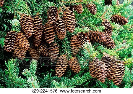 Stock Photograph - White spruce (Picea glauca), The Ovens, Nova Scotia, Canada.. Fotosearch