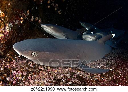 whitetip shark, Triaenodon obesus, resting on volcanic floor at roca partida, Revillagigedo archipelago, pacific ocean Mexico. View Large Photo Image Stock Image - whitetip shark, Triaenodon obesus, resting on volcanic floor at roca partida, Revillagigedo archipelago, pacific ocean Mexico.. Fotosearch