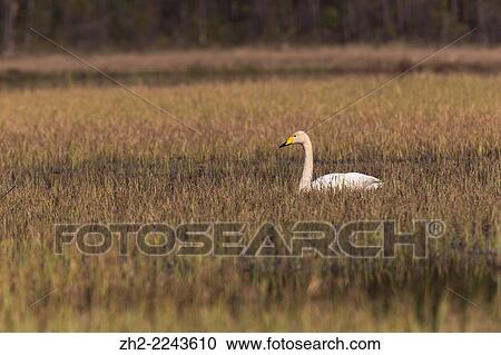 Whooper swan, Cygnus cygnus, lying resting in grass in a swamp. View Large Photo Image Stock Image - Whooper swan, Cygnus cygnus, lying resting in grass in a swamp.. Fotosearch