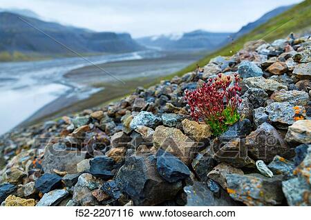 Wild flowers, Billefjorden, Svalbard Islands, Artic Ocean, Norway, Europe. View Large Photo Image Stock Photograph - Wild flowers, Billefjorden, Svalbard Islands, Artic Ocean, Norway, Europe.. Fotosearch