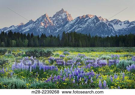 Stock Photo - Wildflower meadows, Grand Teton National Park Wyoming.. Fotosearch