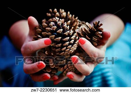 Stock Image - Womans hands close up with pine cones.. Fotosearch
