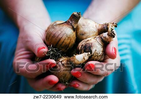 Womans hands filled with spring flowering Narcissus bulbs. View Large Photo Image Stock Photo - Womans hands filled with spring flowering Narcissus bulbs.. Fotosearch