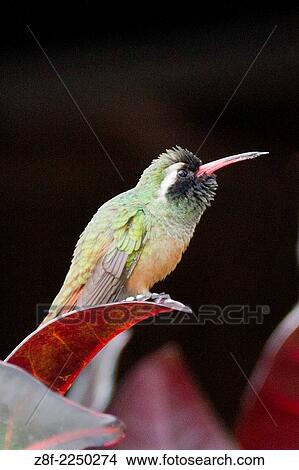 Xantus´ Hummingbird. (Basilinna xantusii). Los Cabos, Mexico. View Large Photo Image Picture - Xantus´ Hummingbird. (Basilinna xantusii). Los Cabos, Mexico.. Fotosearch