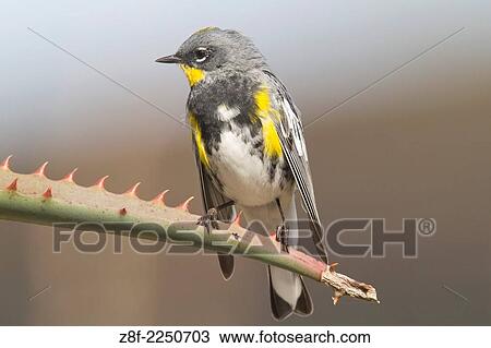 Stock Image - Yellow-Rumped Warbler. (Dendroica coronata). Irvine, California.. Fotosearch