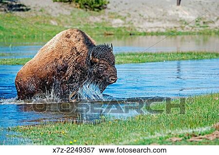 Yellowstone, American Bison bull crossing the Gibbon River near Norris at Yellowstone National Park in northern Wyoming. View Large Photo Image Stock Photo - Yellowstone, American Bison bull crossing the Gibbon River near Norris at Yellowstone National Park in northern Wyoming.. Fotosearch