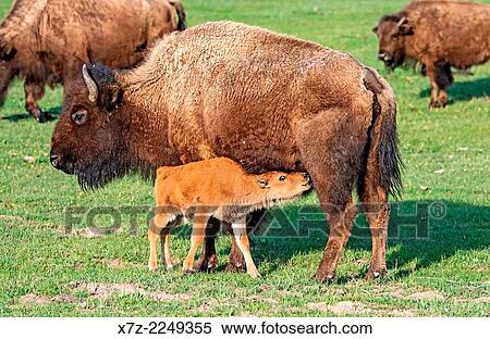 Yellowstone, American Bison cow nursing a calf along the Madison River in Yellowstone National Park in northern Wyoming. View Large Photo Image Stock Photography - Yellowstone, American Bison cow nursing a calf along the Madison River in Yellowstone National Park in northern Wyoming.. Fotosearch