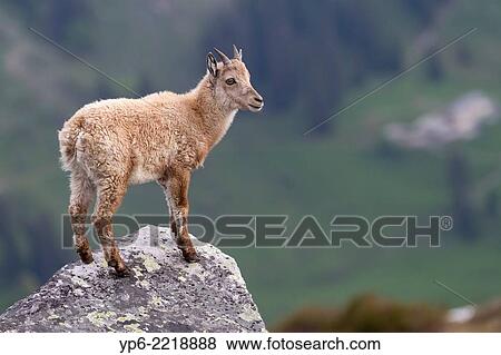 Stock Photo - young Alpine Ibex (Capra ibex) standing on rock, Niederhorn, Bernese Oberland, Switzerland.. Fotosearch