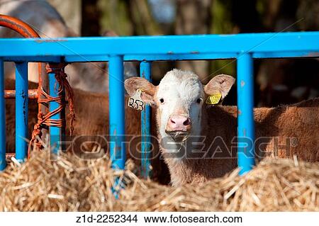 young calf on Scottish farm. View Large Photo Image Picture - young calf on Scottish farm.. Fotosearch