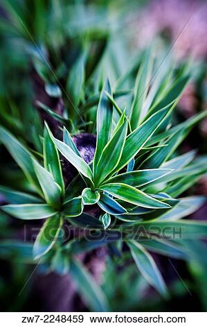 Yucca plant South Africa. View Large Photo Image Stock Photo - Yucca plant South Africa.. Fotosearch
