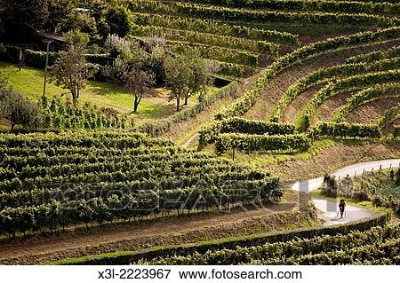 Stock Photo - Zaratutz vineyard, Navarre, Spain.. Fotosearch