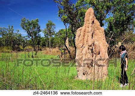 Stock Photograph - Australia, Northern Territory, Litchfield National Park, cathedral termite mound, Model Released.. Fotosearch