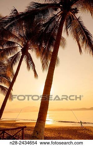 Coconut palm trees. Manzanillo beach. Pacific Ocean. Colima. Mexico. View Large Photo Image Picture - Coconut palm trees. Manzanillo beach. Pacific Ocean. Colima. Mexico.. Fotosearch