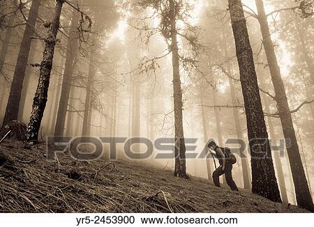 Stock Image - Female hiker in misty Pine forest in mountains on Gran Canaria, Canary Islands, Spain.. Fotosearch