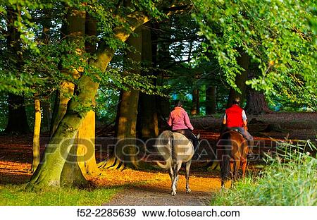 Stock Photo - Horses, Dyrehaven, Denmark, Europe.. Fotosearch
