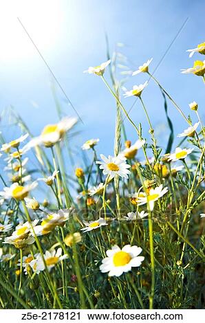 Low angle shot of feverfew (Tanacetum parthenium) on meadow. View Large Photo Image Stock Image - Low angle shot of feverfew (Tanacetum parthenium) on meadow.. Fotosearch