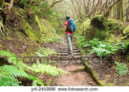 Stock Photo - Male hiker in Laurisilva forest in Anaga Rural park on Tenerife, Canary Islands, Spain.. Fotosearch