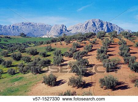 Olive grove and mountain. La AxarquÃa, Málaga province, AndalucÃa, Spain. View Large Photo Image Stock Image - Olive grove and mountain. La AxarquÃa, Málaga province, AndalucÃa, Spain.. Fotosearch