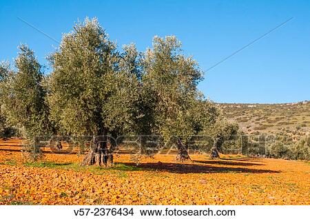Picture - Olive grove. Los Yebenes, Toledo province, Castilla La Mancha, Spain.. Fotosearch