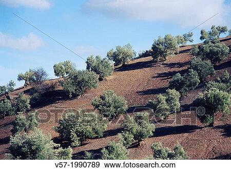 Stock Photo - Olive grove. Sierras Sub-beticas Nature Reseve, Cordoba province, Andalucia, Spain.. Fotosearch