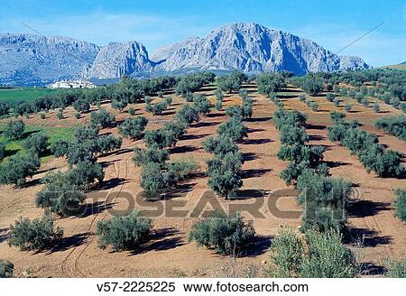 Stock Photography - Olive groves and mountain. La Axarquia, Malaga province, Andalucia, Spain.. Fotosearch