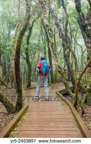 Stock Photo - Sendero de los Sentidos (path of the senses) walkway through Laurisilva forest in Anaga Rural park on Tenerife, Canary Islands, Spain.. Fotosearch