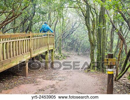Sendero de los Sentidos (path of the senses) walkway through Laurisilva forest in Anaga Rural park on Tenerife, Canary Islands, Spain. View Large Photo Image Stock Photography - Sendero de los Sentidos (path of the senses) walkway through Laurisilva forest in Anaga Rural park on Tenerife, Canary Islands, Spain.. Fotosearch