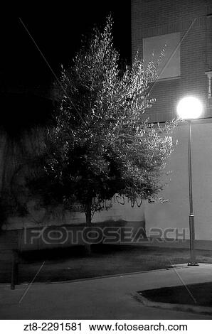 Street lamp and tree. La Bañeza, Leon Province, Spain View Large Photo Image Stock Image - Street lamp and tree. La Bañeza, Leon Province, Spain. Fotosearch