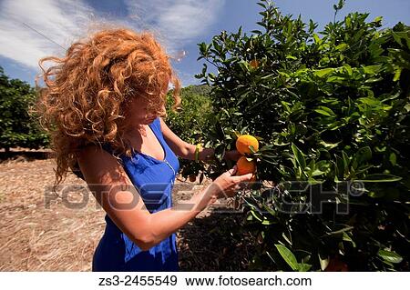 Woman picking the oranges from the tree, Chania region, Crete, Greek Islands, Greece, Europe. View Large Photo Image Stock Photo - Woman picking the oranges from the tree, Chania region, Crete, Greek Islands, Greece, Europe.. Fotosearch