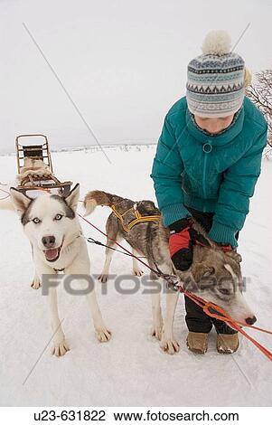 Young girl with sled dogs. Storlien, Jämtland, Sweden View Large Photo Image Stock Image - Young girl with sled dogs. Storlien, Jämtland, Sweden. Fotosearch
