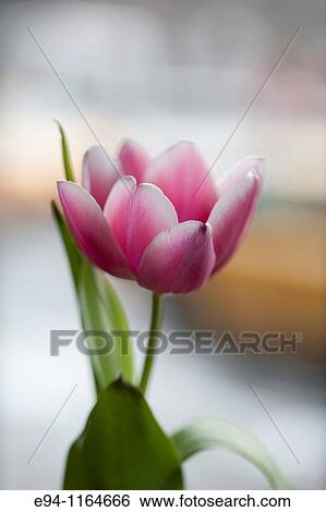 A single pink tulip in a vase on a table in a restaurant View Large Photo Image Stock Photograph - A single pink tulip in a vase on a table in a restaurant. Fotosearch