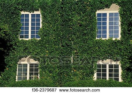Ivy covered wall at Byington Vineyard & Winery, Santa Cruz Mountains, California. View Large Photo Image Stock Photo - Ivy covered wall at Byington Vineyard & Winery, Santa Cruz Mountains, California.. Fotosearch
