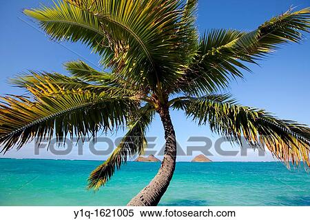 Mokulua Islands, Lanaikai, Oahu, Hawaii View Large Photo Image Stock Photography - Mokulua Islands, Lanaikai, Oahu, Hawaii. Fotosearch