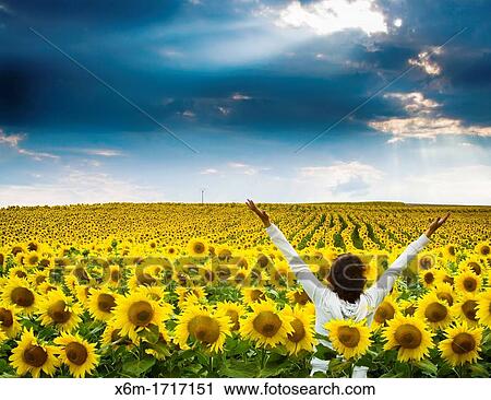 Sunflower Helianthus annuus field and overcast sky Pancorbo, Burgos, Castile and leon, Spain View Large Photo Image Stock Image - Sunflower Helianthus annuus field and overcast sky Pancorbo, Burgos, Castile and leon, Spain. Fotosearch