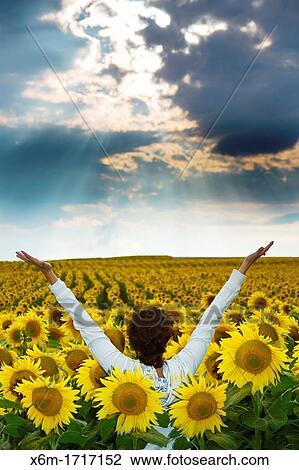 Stock Image - Sunflower Helianthus annuus field and overcast sky Pancorbo, Burgos, Castile and leon, Spain. Fotosearch