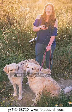 Teenager walking her pet dogs. Golden retrievers. View Large Photo Image Stock Image - Teenager walking her pet dogs. Golden retrievers.. Fotosearch