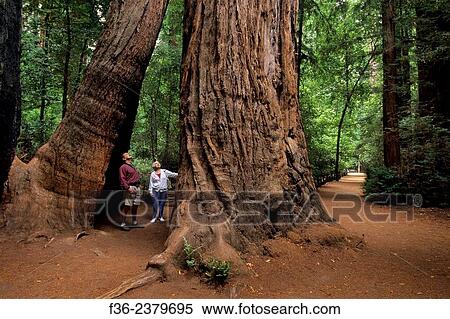 Trail through base of redwood tree, Henry Cowell Redwoods State Park, Felton, Santa Cruz County, California. View Large Photo Image Stock Photography - Trail through base of redwood tree, Henry Cowell Redwoods State Park, Felton, Santa Cruz County, California.. Fotosearch