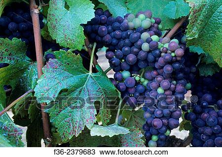 Wine grapes on the vines at Byington Vineyard & Winery, Santa Cruz Mountains, California. View Large Photo Image Stock Image - Wine grapes on the vines at Byington Vineyard & Winery, Santa Cruz Mountains, California.. Fotosearch