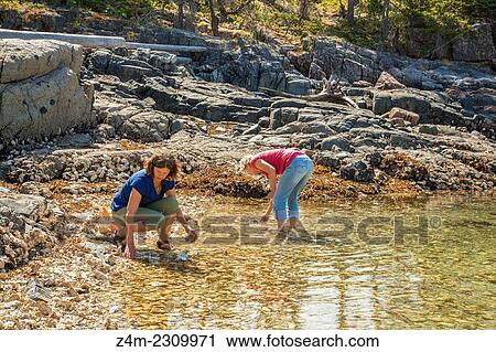 Stock Image - A couple of women pick oysters from shallow water on a rocky shore. British Columbia, USA. Fotosearch